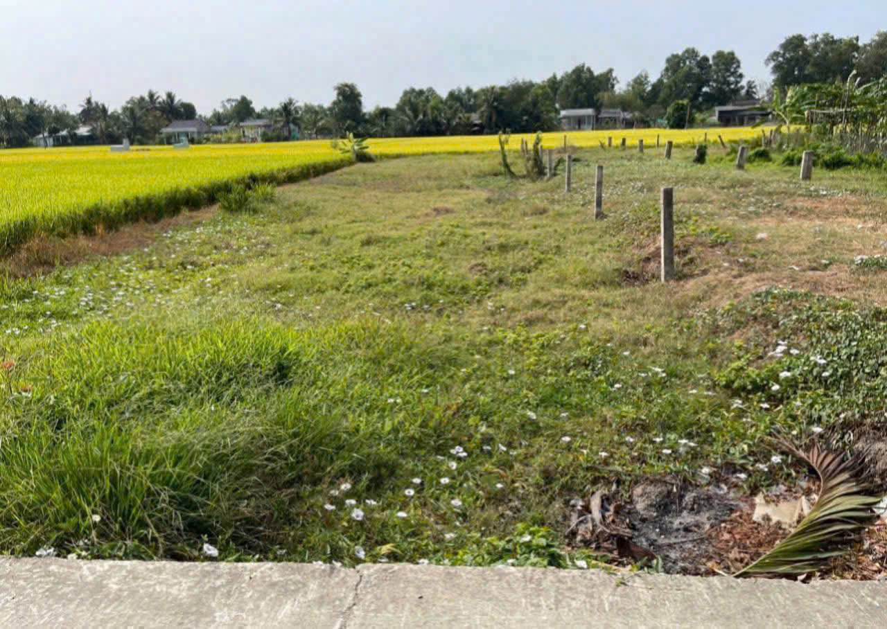 Bán đất thổ cư mt đường Nguyễn Văn Thọ , xã Lạc Tấn , Tân Trụ dt 228.3m2 giá 870 triệu