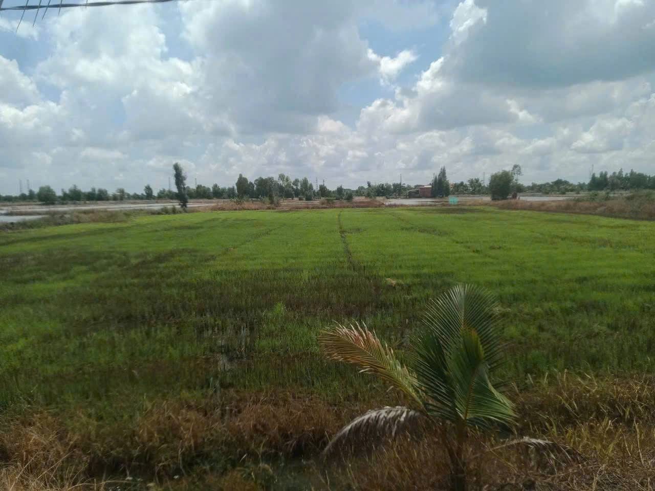 Bán đất lúa đường bờ kênh 4m xã Hòa Khánh Nam dt 5260m2 giá 3,4 tỷ