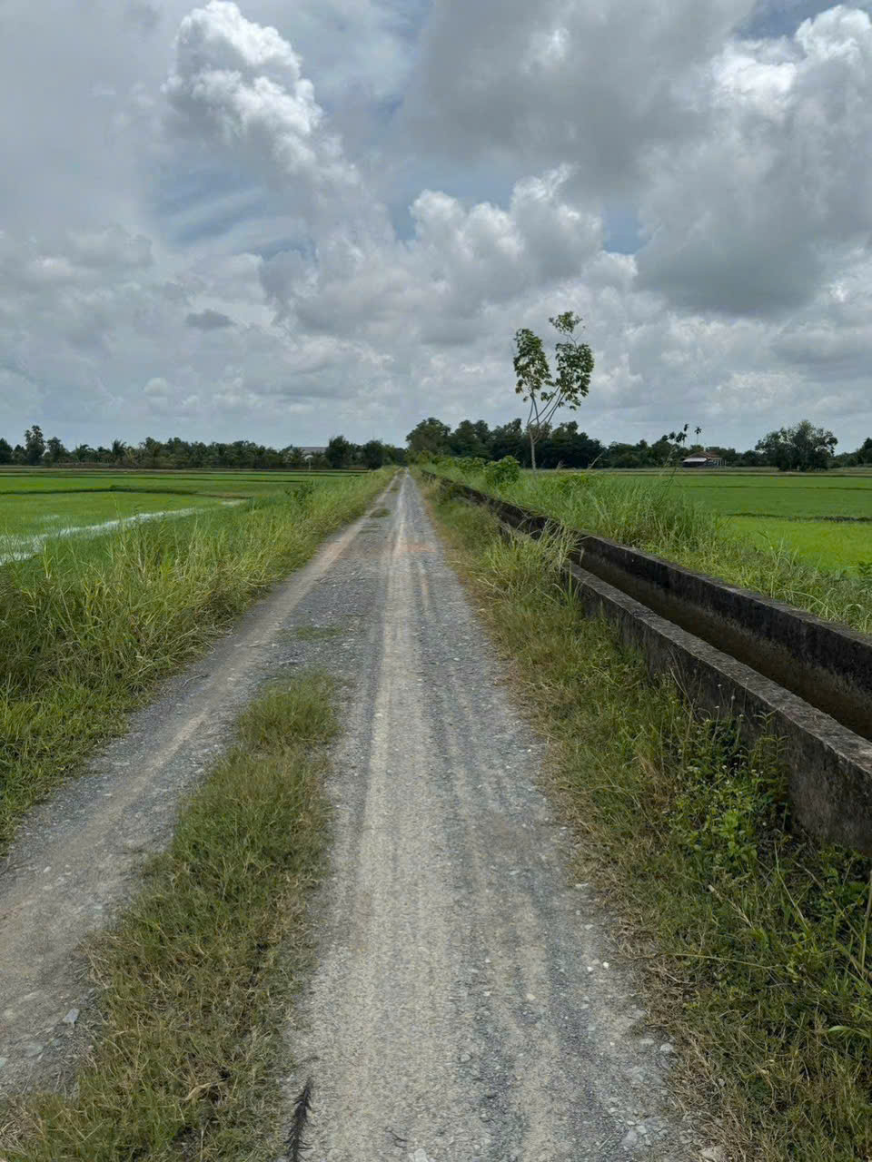 Bán đất lúa đường đá xanh oto 7c xã Tân Phú , Đức Hòa dt 815m2 giá 650 triệu