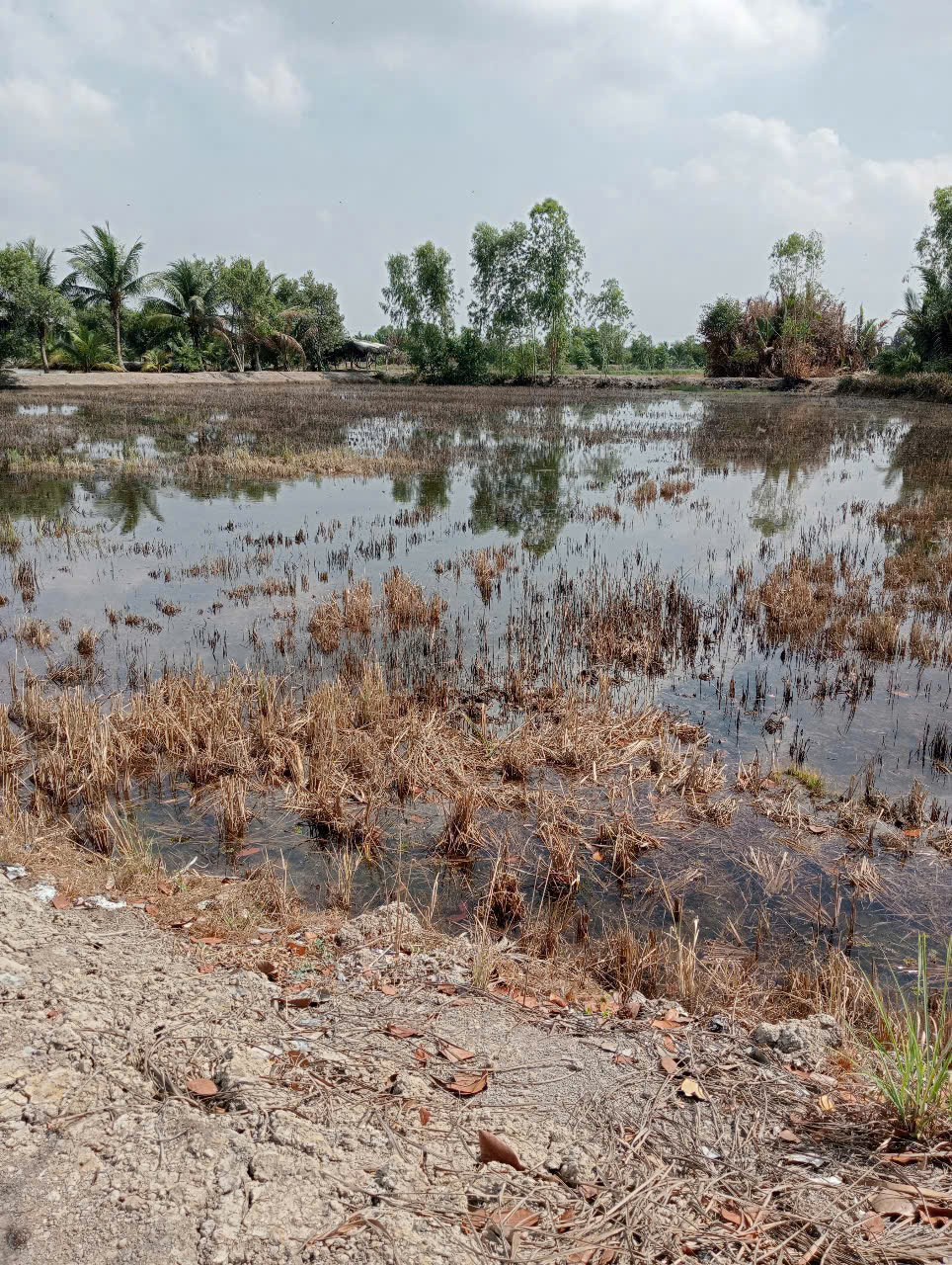 Bán lô đất dt lớn xã Hựu Thạnh , Đức Hòa tdt 5456m2 ( 197m2 thổ) giá 3,45 tỷ