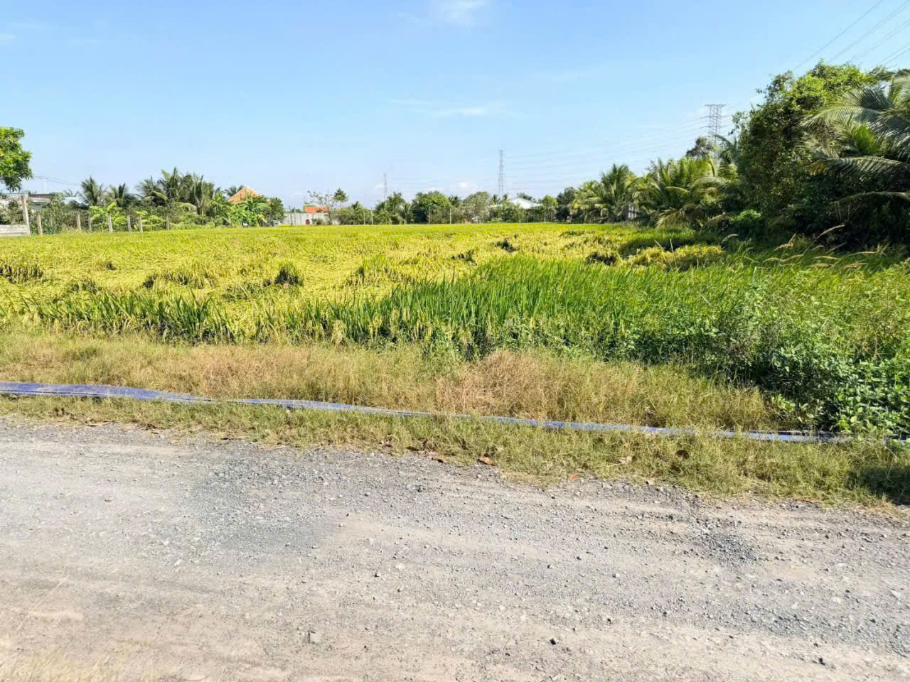 Bán đất lúa đường đá xanh xe tải xã Nhựt Chánh dt 3004m2 giá 4,85 tỷ