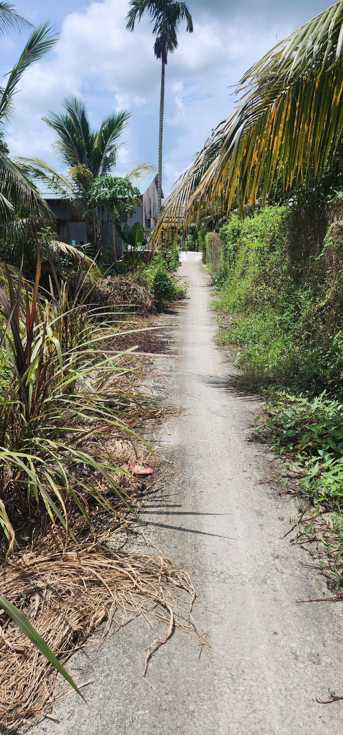 Bán nền thổ cư đường đá xanh 2m xã Tân Trụ , Bến Lức dt 105,5m2 giá 380 triệu