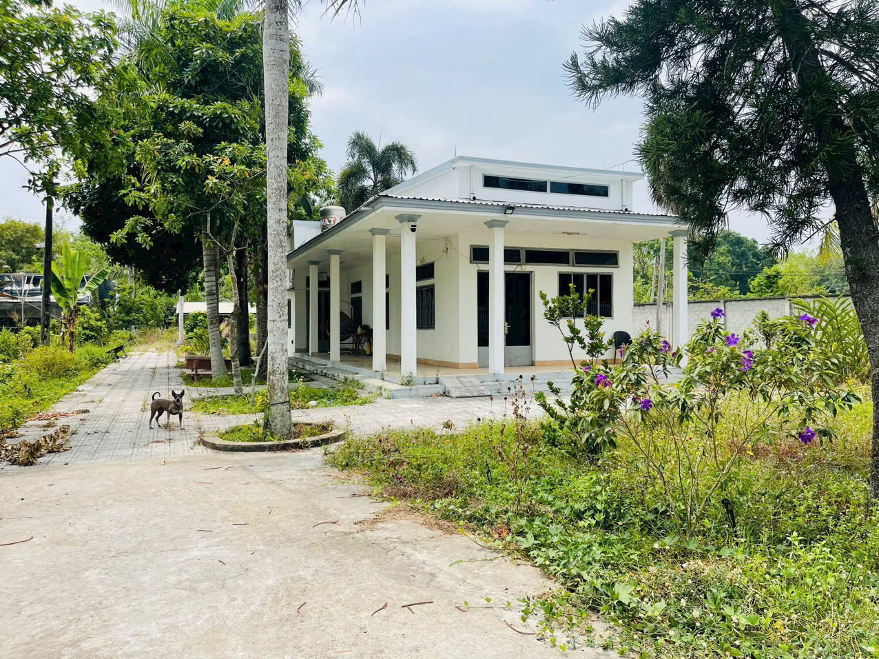 Đất 3 mặt tiền đường Bàu Lách xã Phạm Văn Cội dt 5079m2 ( có 1406m2 thổ cư) giá 25,4 tỷ