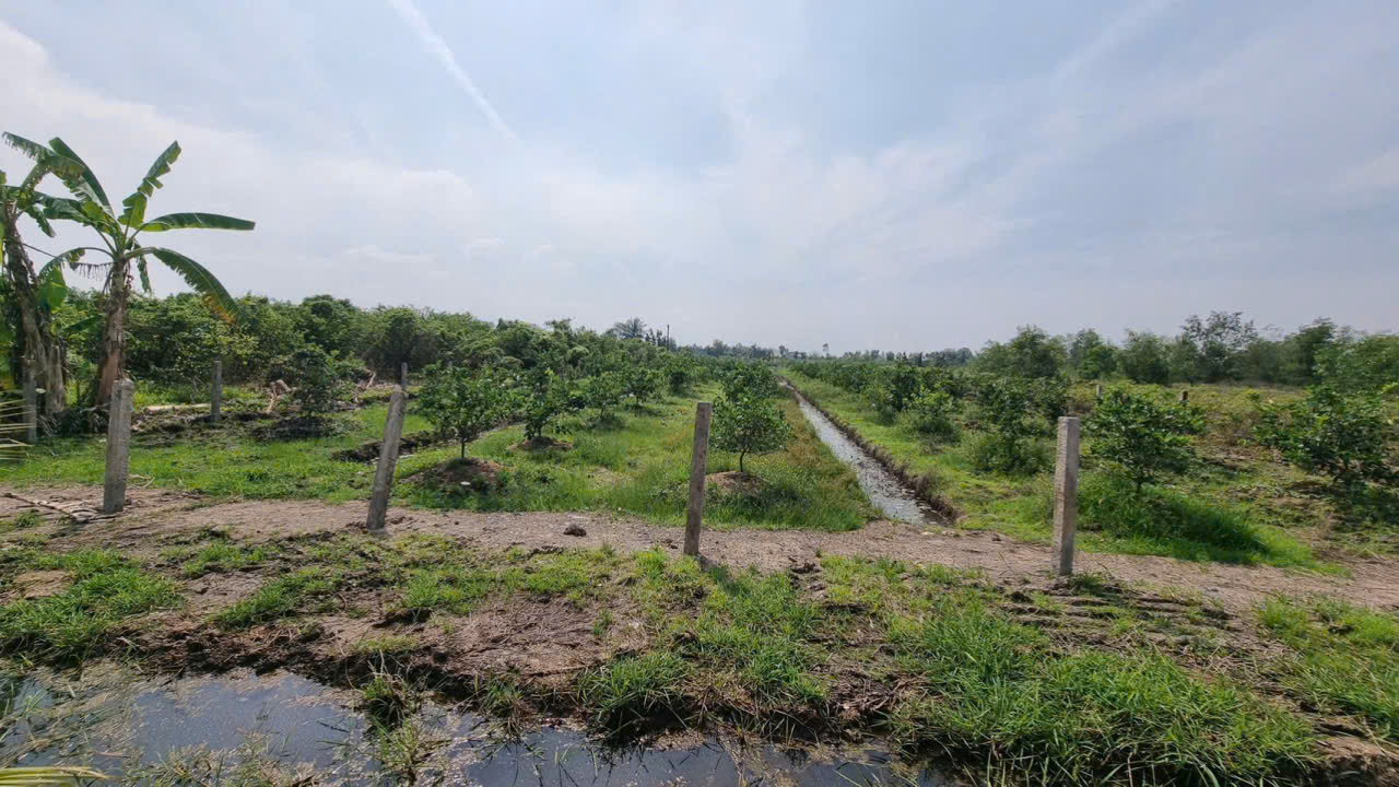 Bán đất vườn xã Tân Thành , Thủ Thừa dt 2000m2 giá  1,12 tỷ